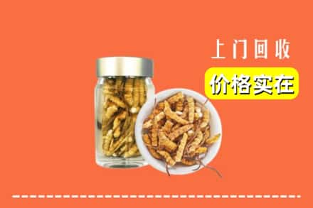 江阳区回收散虫草