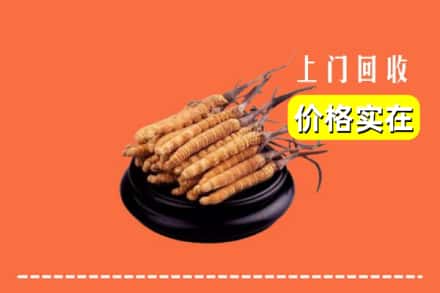 江阳区回收冬虫夏草